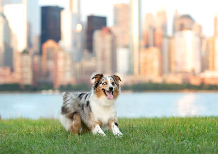 one fluffy australian shepherd dog in the park posing for the camera standing on the grass at liberty state park in new jersey usaの写真素材