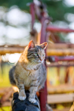 one mixed breed cat with green eyes in the park on a warm sunny day during golden hourの写真素材