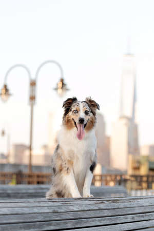 one australian shepherd dog posing with the tongue out at liberty state park in new jersey usaの写真素材