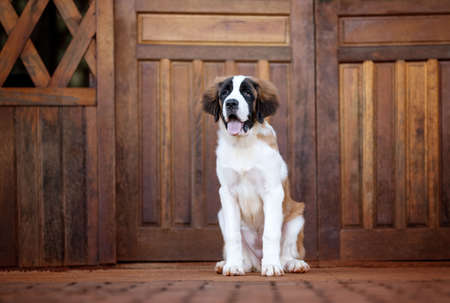 one saint bernard puppy dog with the tongue out posing for the camera on the grass in the parkの写真素材