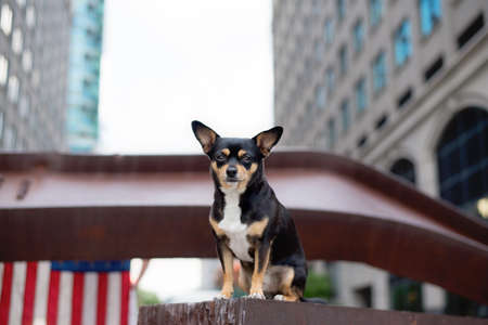 one small black brown and white mixed breed dog in the park