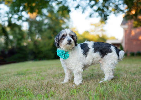 one black and white small mixed breed dog wearing a blue flower on the neck posing for the camera