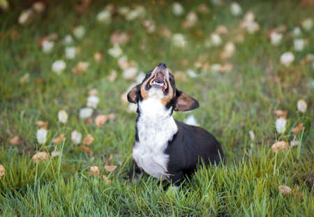 one black mixed breed small dog posing on the grass in the parkの写真素材