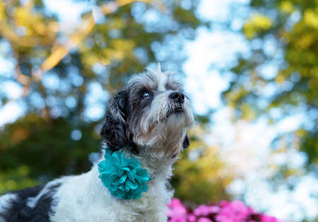 one black and white small mixed breed dog wearing a blue flower on the neck posing for the cameraの写真素材