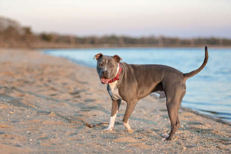 one gray pitbull looking at the beach with the tongue out on a sunny day at the beach posing on the sand with the ocean in the backgroundの写真素材