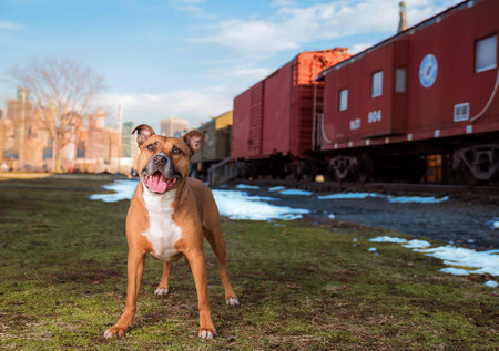one pitbull dog looking to the camera with the tongue out on the green grass with a red train in the back at liberty state parkの写真素材