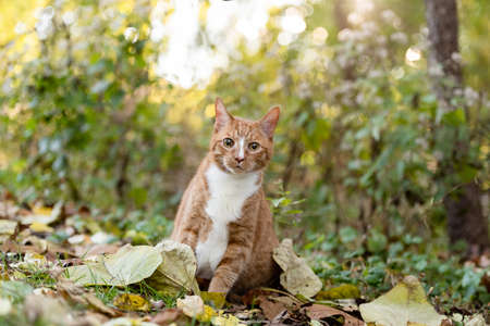 one mixed breed cat posing for the camera on the grass with leaves and plants and trees in the background in the woodsの写真素材