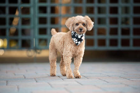 one cute brown mini poodle wearing a black bandana on his neck posing for the camera in front of a...