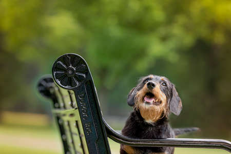 one mixed breed dog posing in the park with trees in the backgroundの写真素材