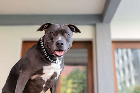 one dark brown pitbull dog wearing a silver collar posing for the camera
