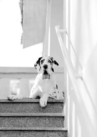 black and white picture of one dalmatian dog posing on top of the stairsの写真素材