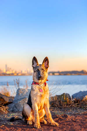 one german shepherd dog looking at the camera attentive in the park by a river during golden hourの写真素材