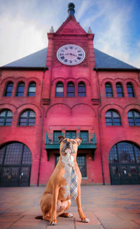 One big brown Pitbull dog wearing a colorful tie posing in front of Central New Jersey Terminal building showing its clock, at Liberty State Park, New Jerseyの写真素材