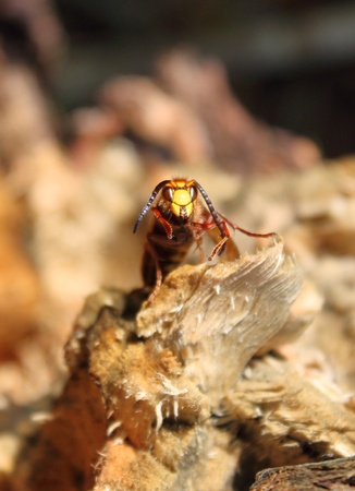Closeup of a wasp on a stick or branchの写真素材