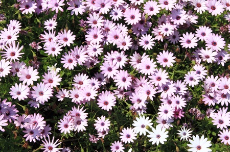 Closeup view of a bush of pink daisies