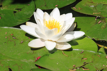 White waterlily flower with yellow pistils. Scientific name: Nymphaea Alba のeditorial素材