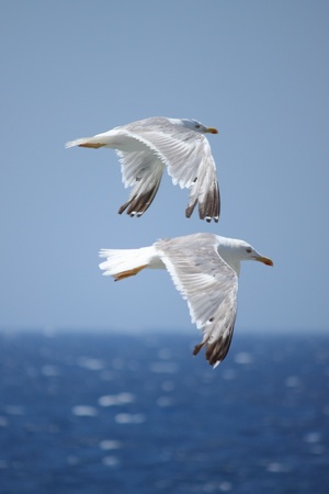 Two flying seagulls at the seacoastの写真素材
