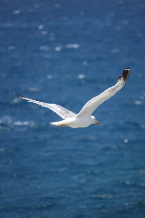 A flying seagull at the seacoastの写真素材