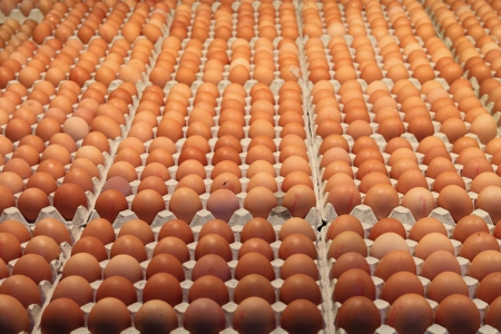 Many brown eggs in carton trayの写真素材