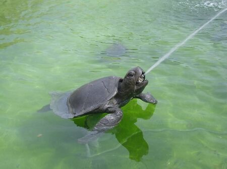 Turtle statue spitting water in a fountainの写真素材