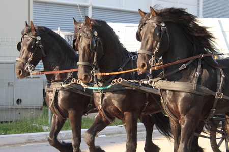 Carriage towed by three black frisian horsesの写真素材