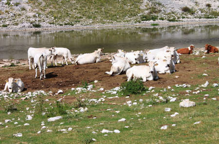 Herd of cows grazing in a meadowの写真素材