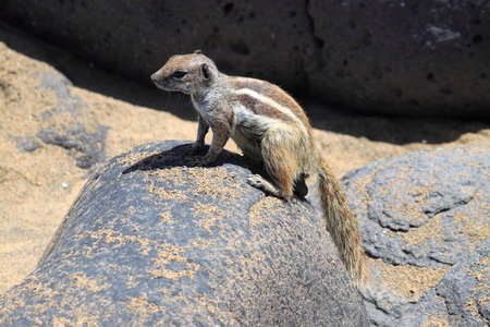 Barbary Ground Squirrel at Fuerteventura. Canary Islands, Spainの写真素材