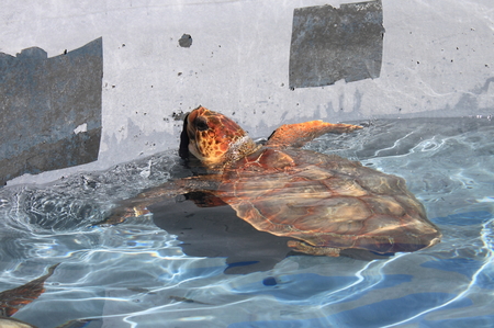 Giant sea turtle swimming in a pool