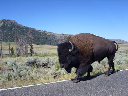 An american buffalo in Yellowstone National Park, USA