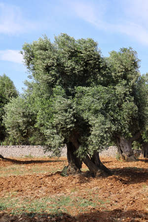 Old olive tree in the Apulia region of Italy