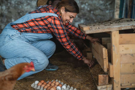 Mature female farmer picking up fresh eggs in henhouse - Farm people lifestyle conceptの写真素材