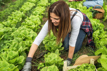 Mature female farmer working in countryside harvesting lettuce - Farm people lifestyle conceptの写真素材