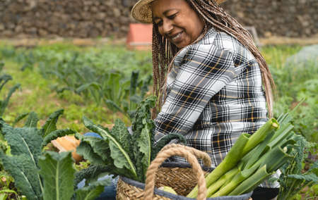 Afro female farmer working in farmland harvesting fresh vegetables - Farm people lifestyle conceptの写真素材