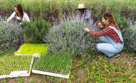 Happy multiracial farmers working in garden picking up lavender flower - Farm people lifestyle conceptの写真素材
