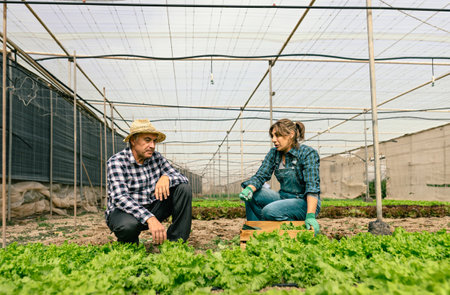 Farmer workers harvesting lettuce and vegetables from the greenhouse - Farm people lifestyle conceptの写真素材