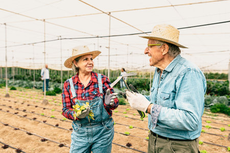 Happy senior farmers working inside agricultural greenhouse - Farm people lifestyle conceptの写真素材