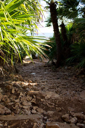 Walking through palms and rocks with mediterranean sea in the background, Sicily, Italyの写真素材