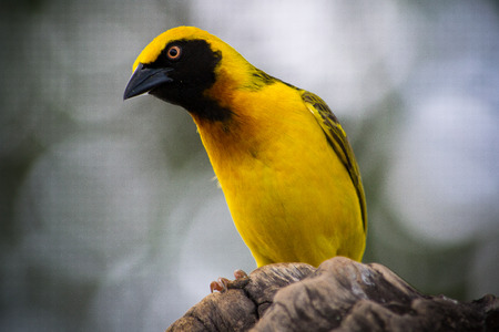 A speke s weaver in the Ngorongoro Crater in Tanzania