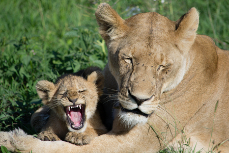 Tired lioness and cub yawning in the Serengeti park in Northern Tanzaniaの写真素材