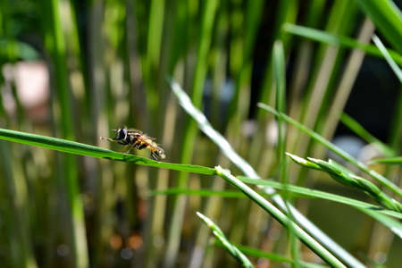 BEE ON BLADE OF GRASSの写真素材