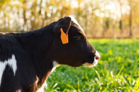 Portrait of black and white calf standing in cowshedの写真素材