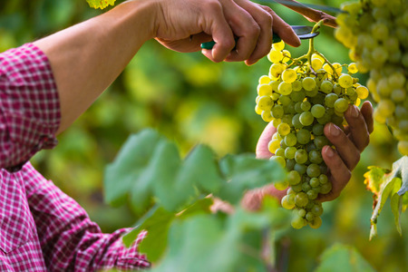 Close up of Worker's Hands Cutting White Grapes from vines during wine harvest in Italian Vineyard.