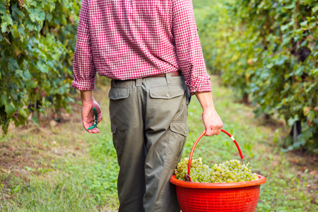 Back view of Farm Worker Holding Red Bucket filled with Collected White Grapes from Vines during Wine Harvest in Vineyard.の写真素材