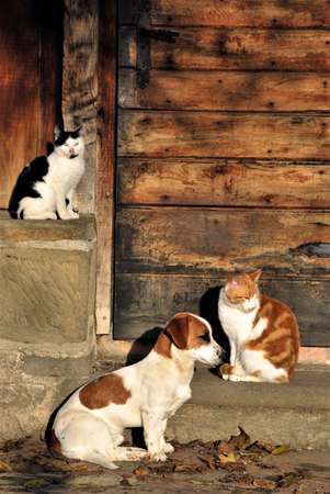 A cat and dog outside the cottageの写真素材