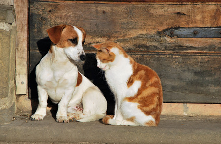 A cat and dog outside the cottageの写真素材