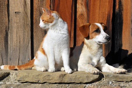 Cat and Dog togetherの写真素材