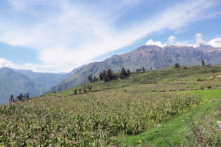 Scenery  near Cabanaconde a little village in the Colca canyon, Aequipa region, Peru