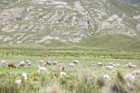 Alpacas in Peru