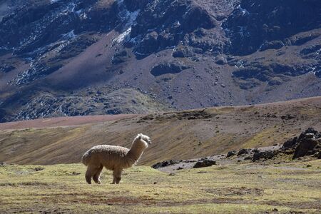 Alpacas in Peruの写真素材