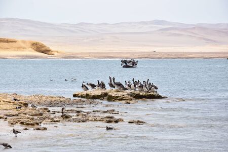 Pelicans by the bay in Paracas, peruの写真素材